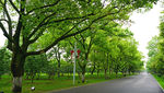 绿荫大道