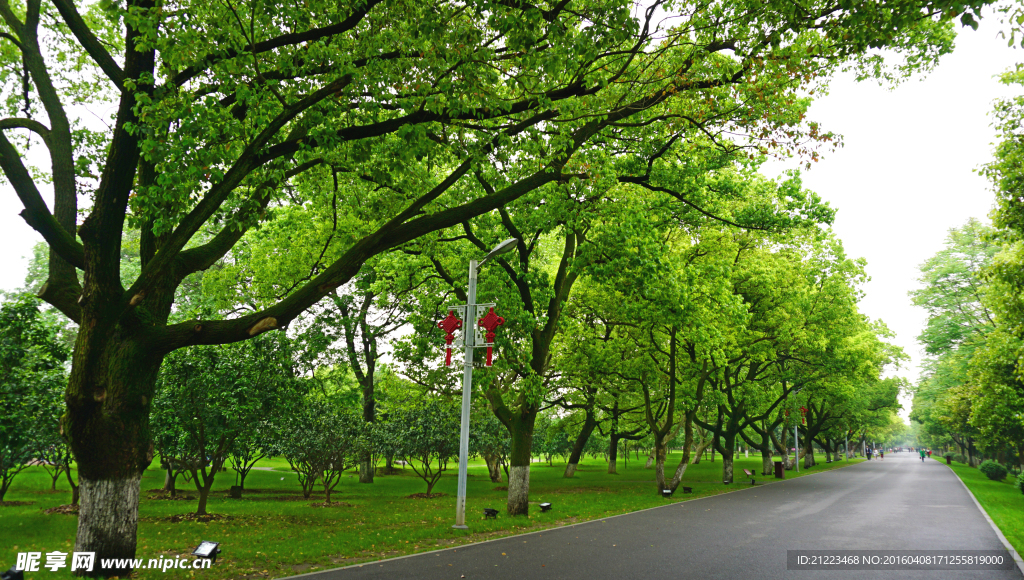 绿荫大道