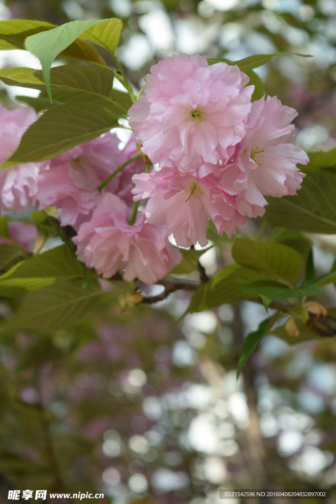 樱花