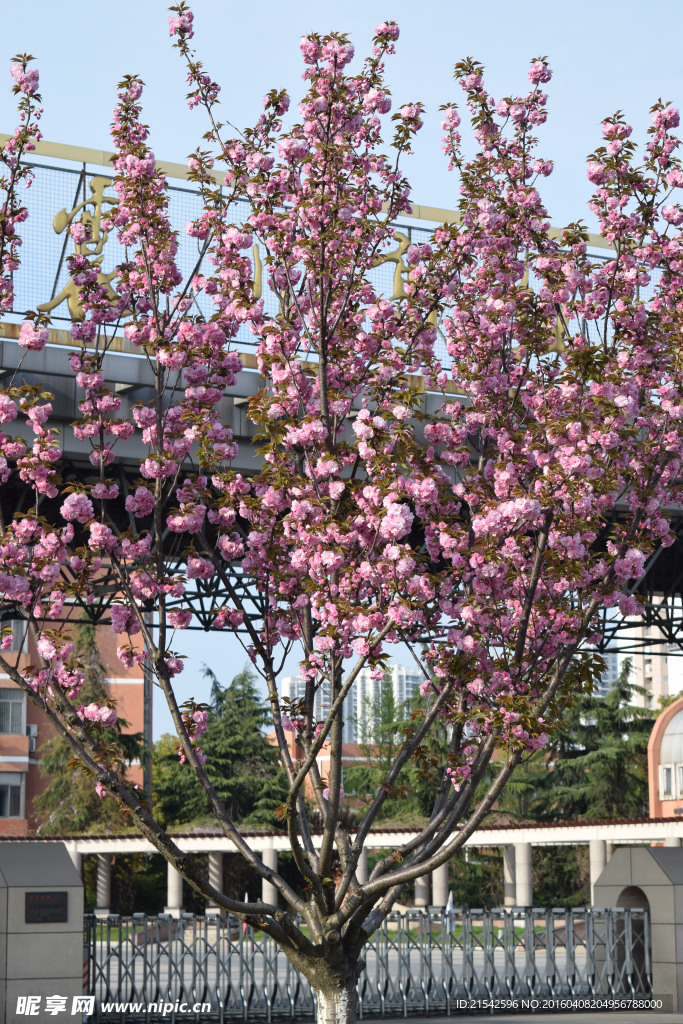 樱花