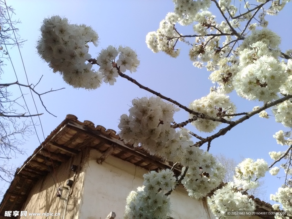 老屋前的樱桃花