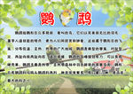 鹦鹉小报