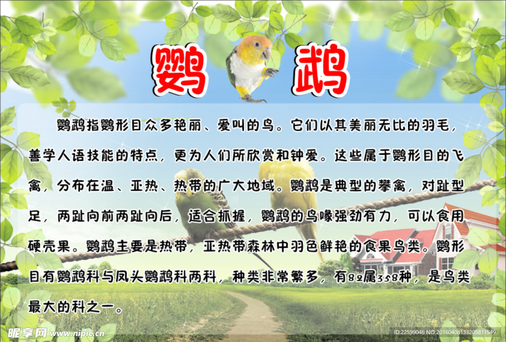 鹦鹉小报