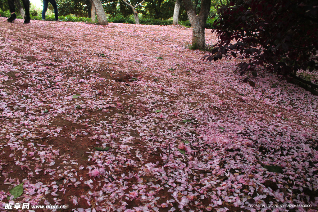 樱花