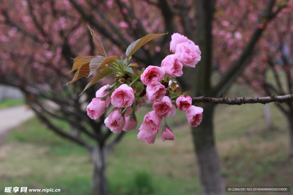 樱花