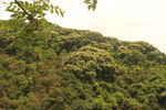 山上绿树