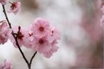 紫叶李