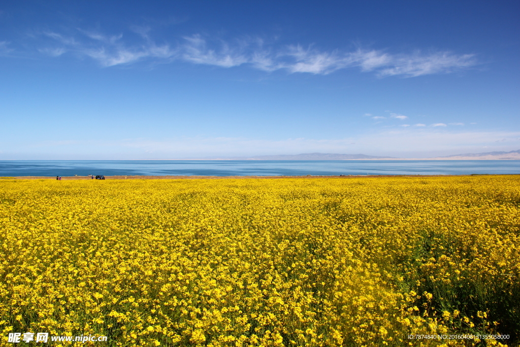 青海湖油菜花