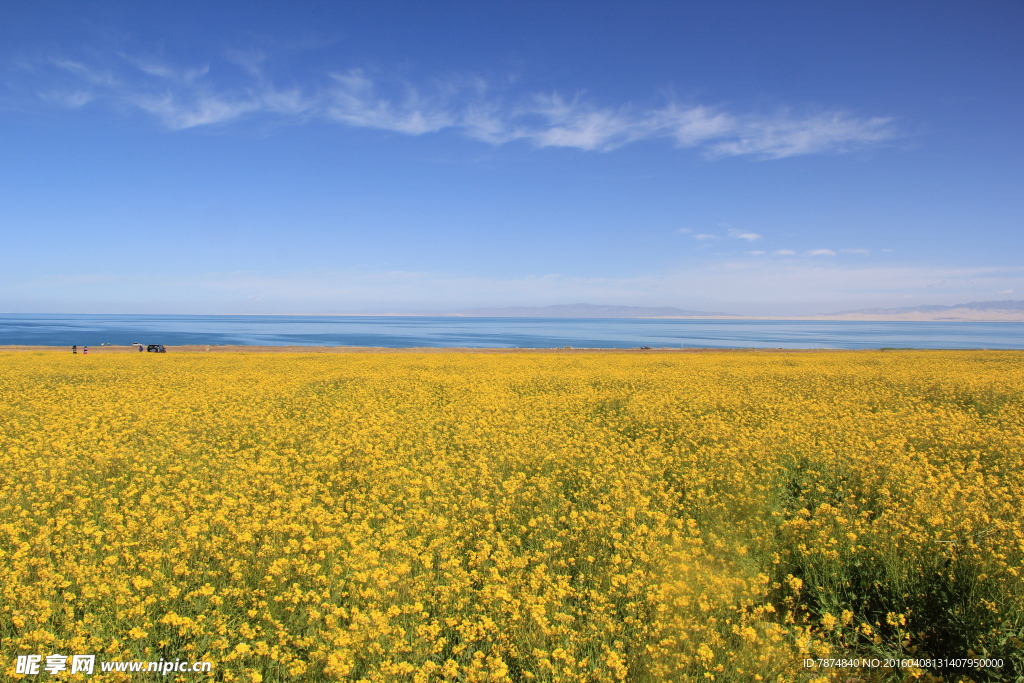 青海湖油菜花