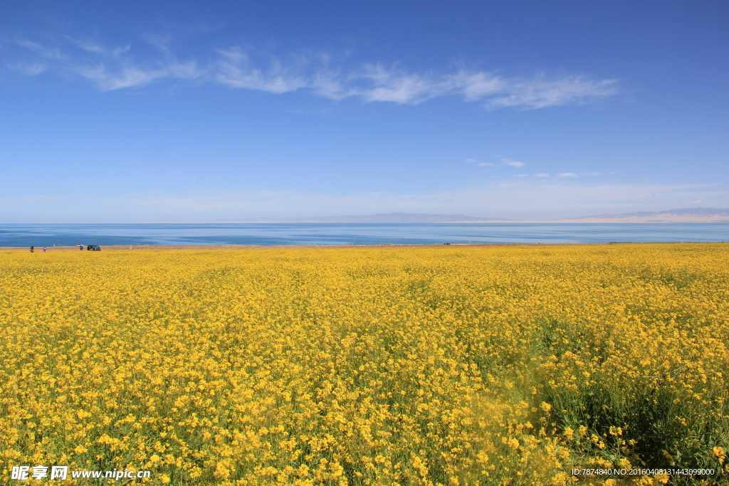 青海湖油菜花