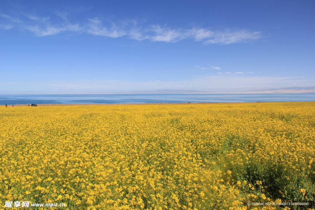 青海湖油菜花