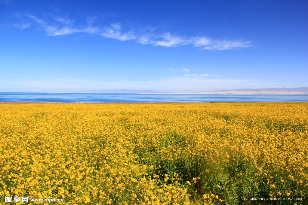 青海湖油菜花