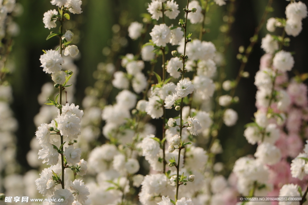 丁香花