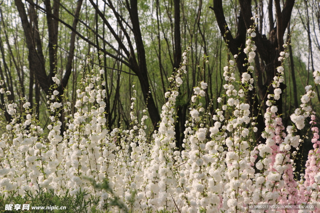 丁香花