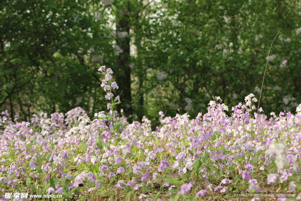 紫花地丁