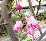 海棠花苞