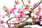 龙泉桃花