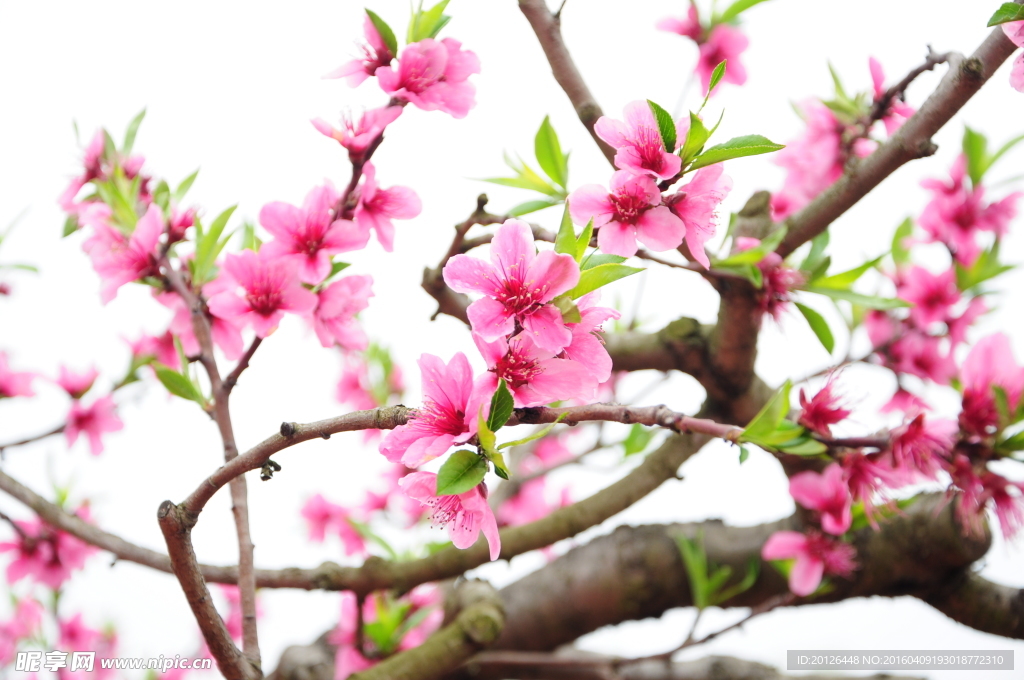 龙泉桃花