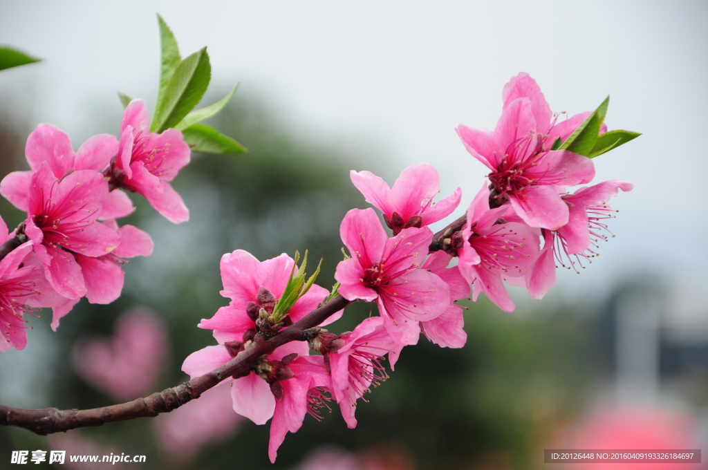 龙泉桃花