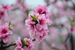 龙泉桃花