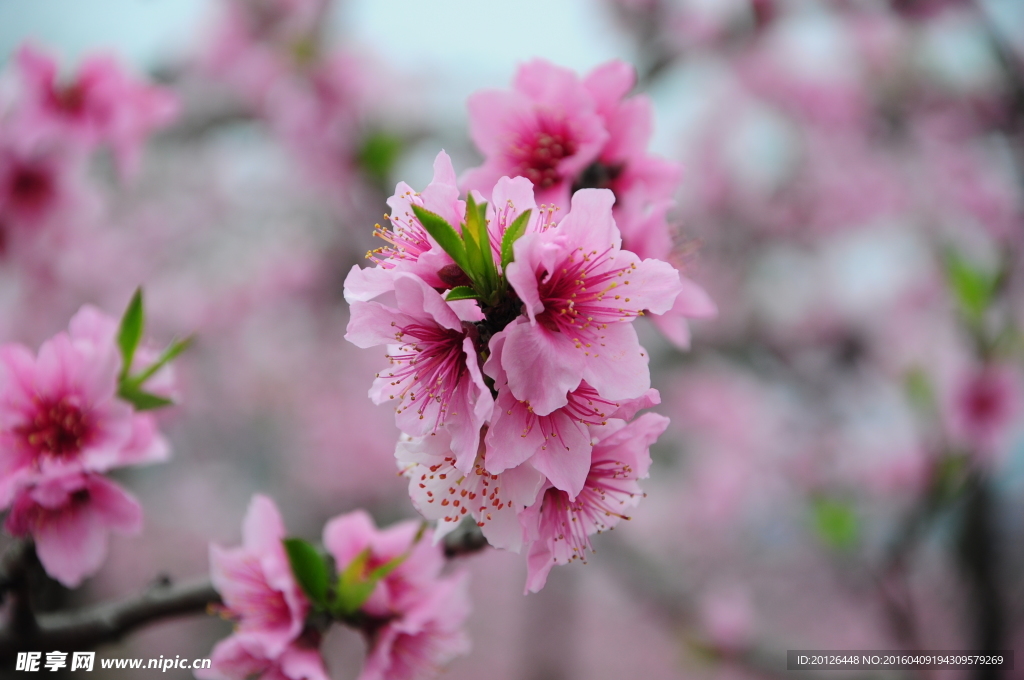 龙泉桃花