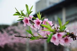 龙泉桃花