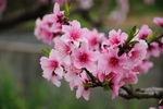 龙泉桃花