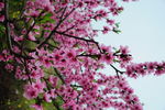 龙泉桃花