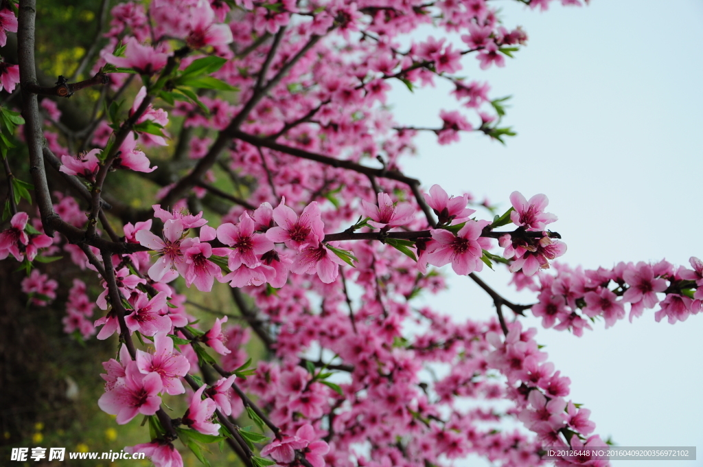 龙泉桃花