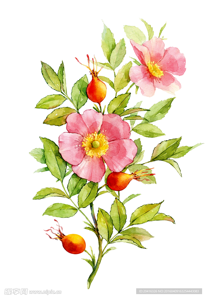 手绘花