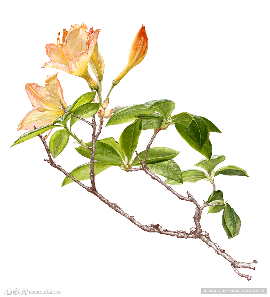 手绘花