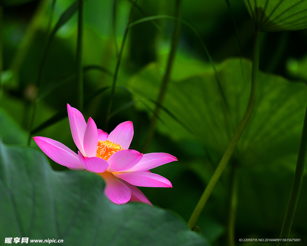 荷花