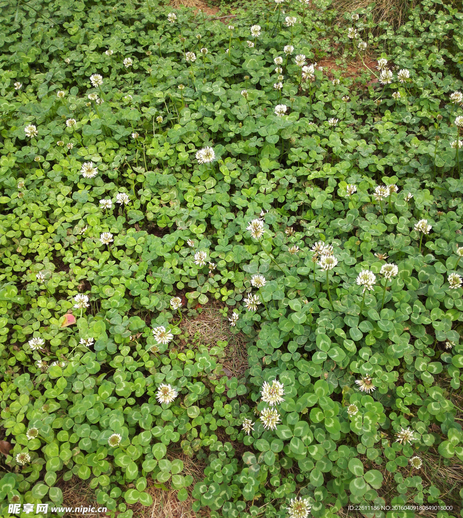 草坪