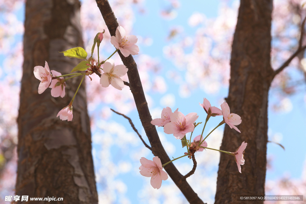 樱花