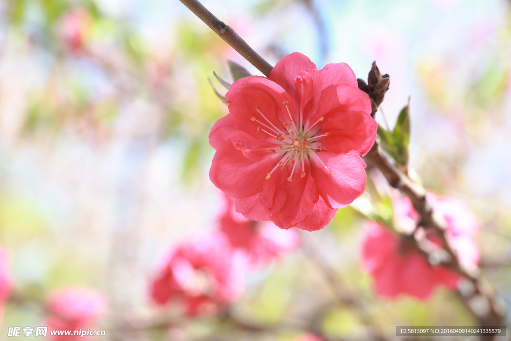 樱花