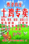 土鸡广告