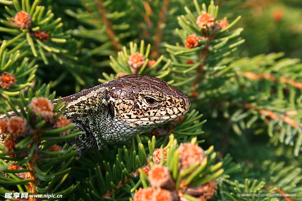 蜥蜴图片