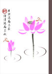 莲花 荷花
