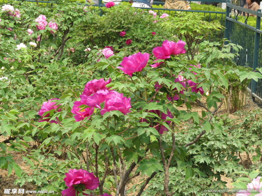 牡丹花