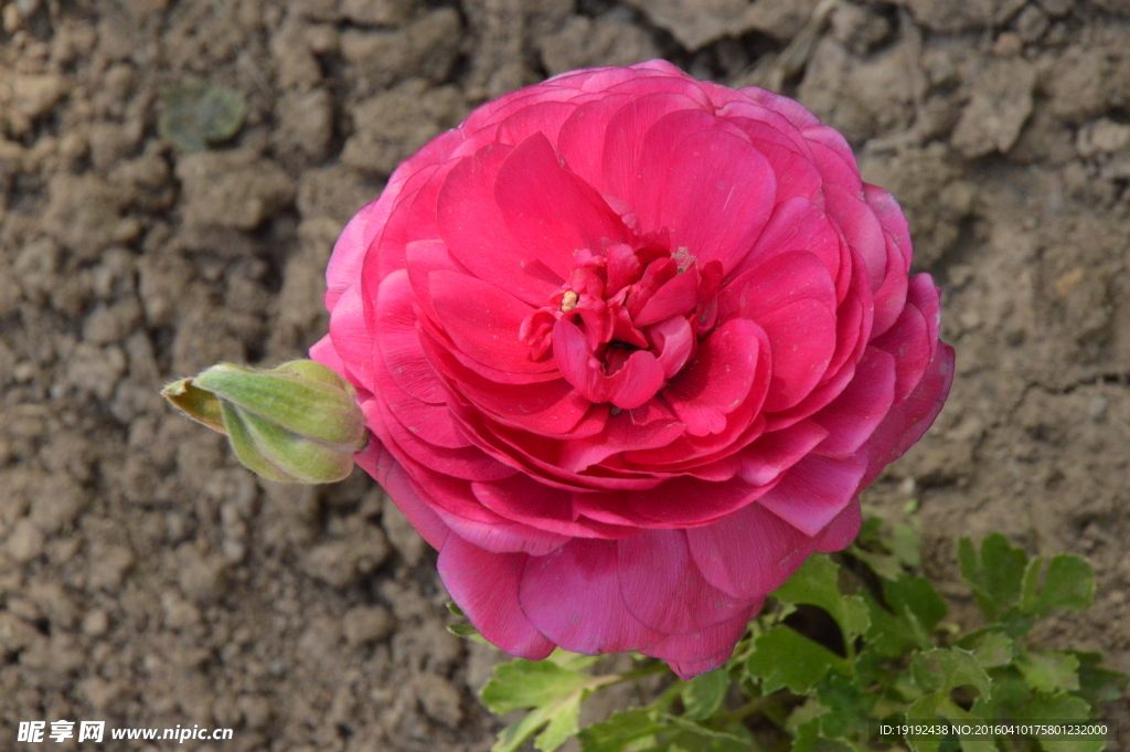 花毛茛