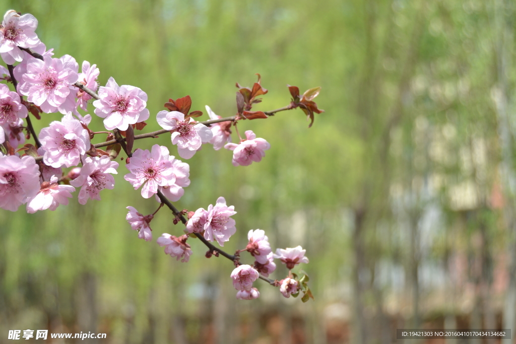 桃花绿柳