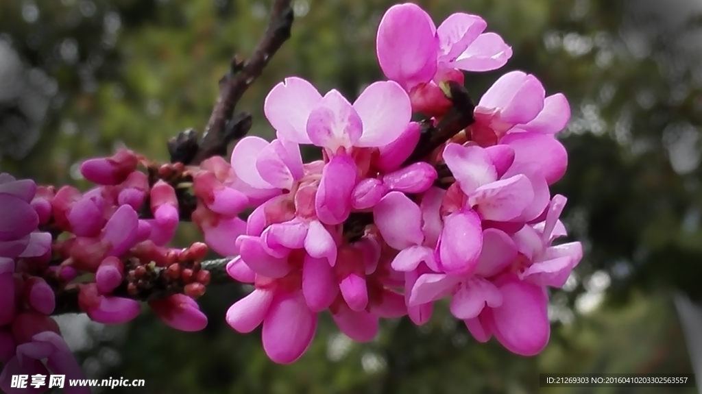 紫荆花