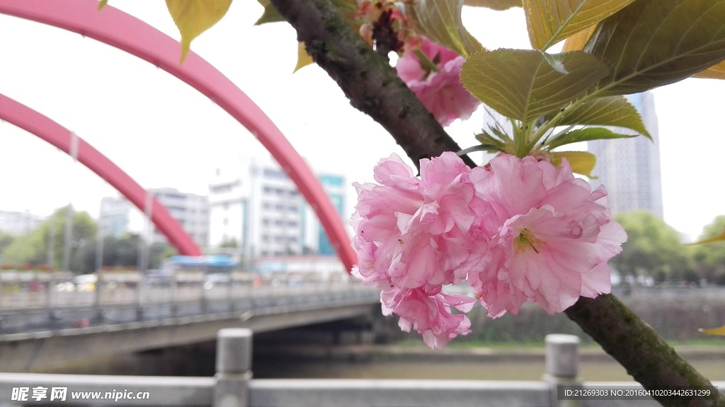 樱花