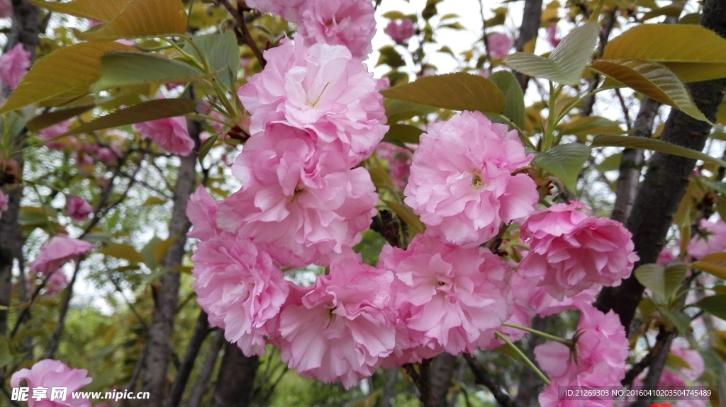 樱花