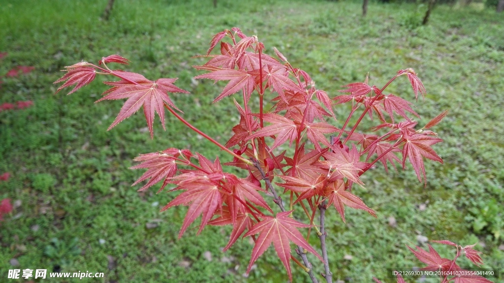 红枫叶 红枫