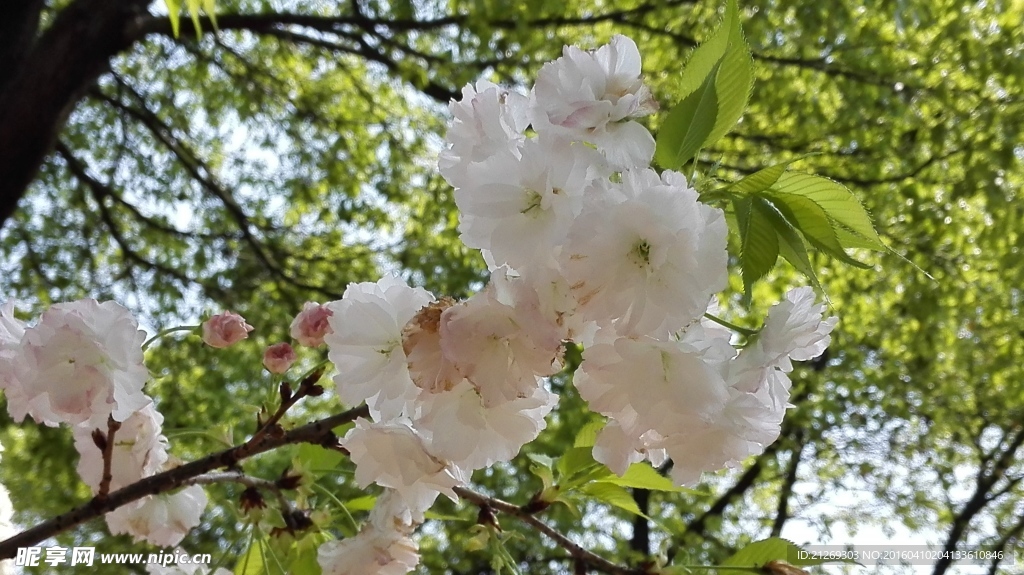 樱花 白樱花