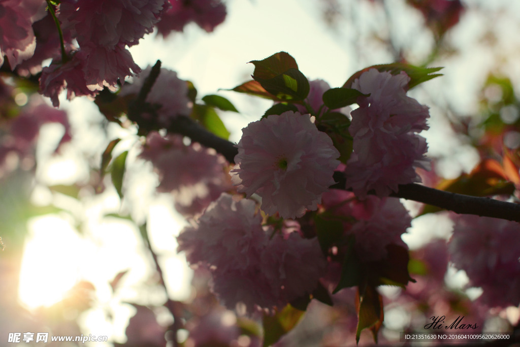 逆光拍摄樱花