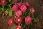 雏菊
