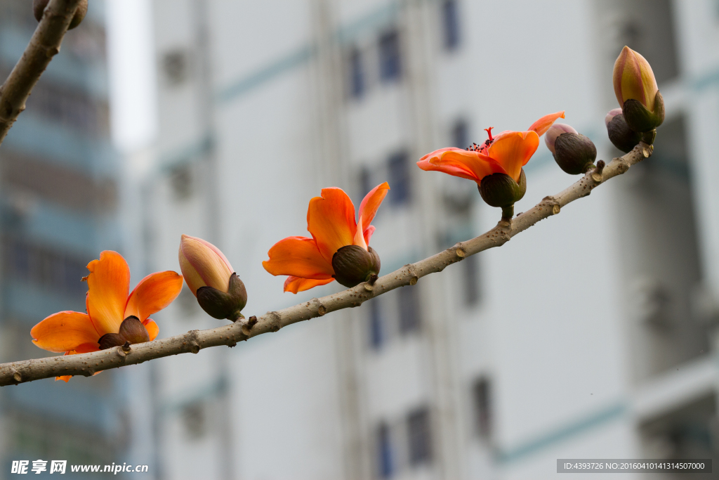 木棉花