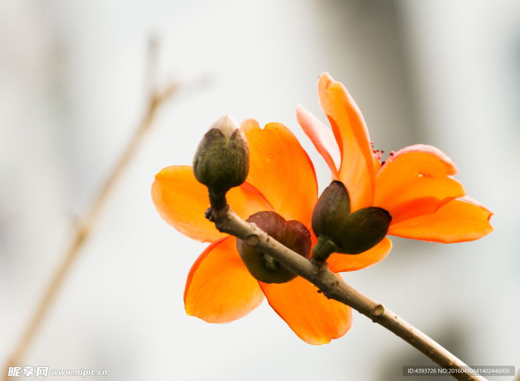 木棉花